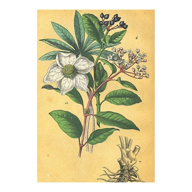 1860’s French Antique Botanical Chromolithograph-Buttercups”-Documentation, Matted