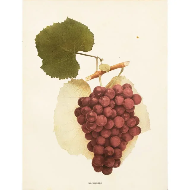 1900s U. P. Hedrick, Original Antique Photogravure of Rochester Grapes