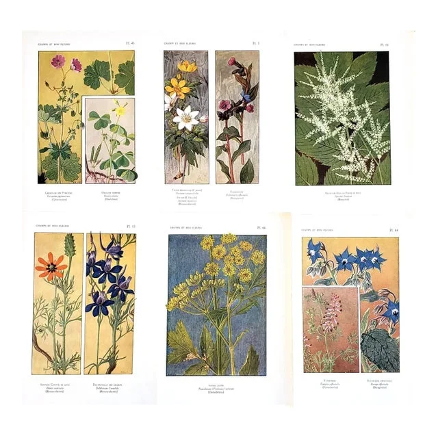 1922 Set of 6 French Botanical Field Flowers