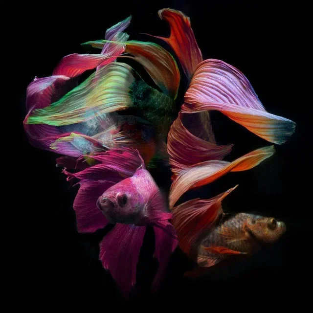 “Betta Collage 11” Contemporary Fish and Botanical Color Photograph by Michael Filonow