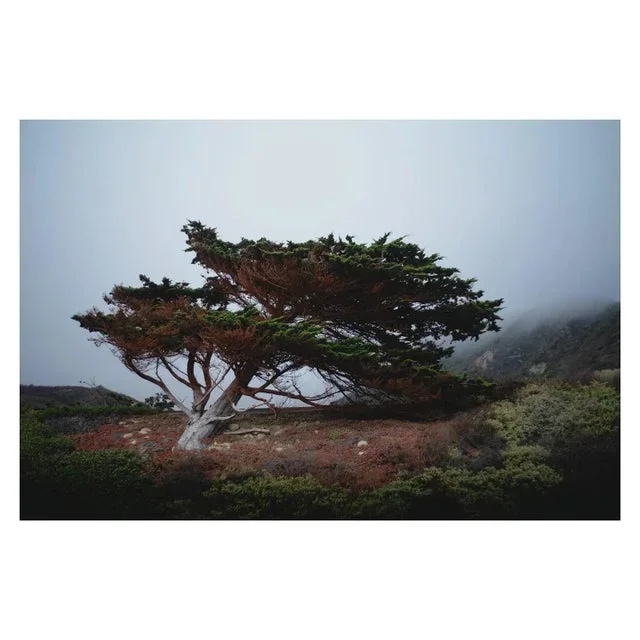 “Cypress in Heavy Fog” Coastal Photograph – 60″ X 40″
