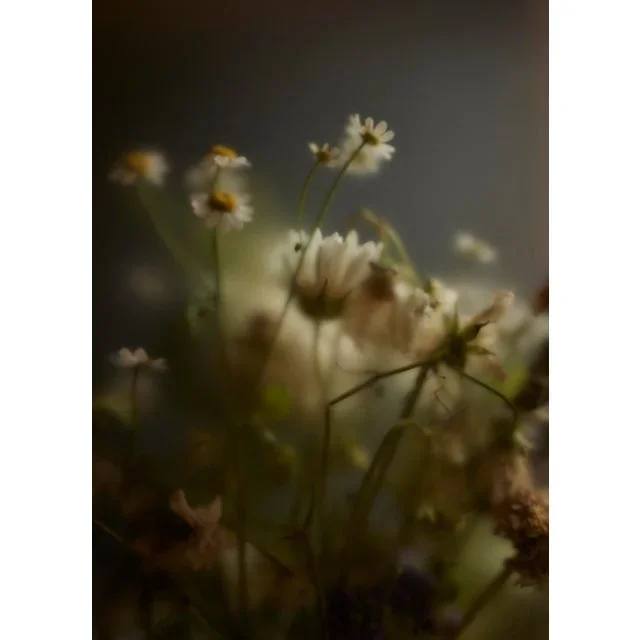 “Elysian” Photograph Print by Erin Derby