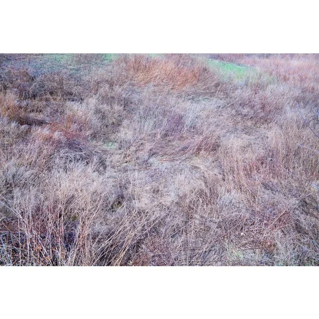 “Harriman 10” Contemporary Botanical Landscape Photograph Print