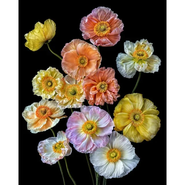 “Poppies 44” Original Contemporary Floral Photograph by Michael Filonow