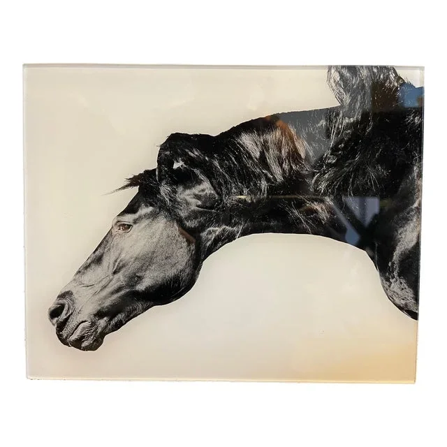 Black & White Photograph of Horse on Plexiglass