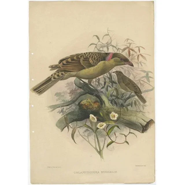 Elliot, Bird Illustration of the Great Grey Bowerbird, 1873, Print