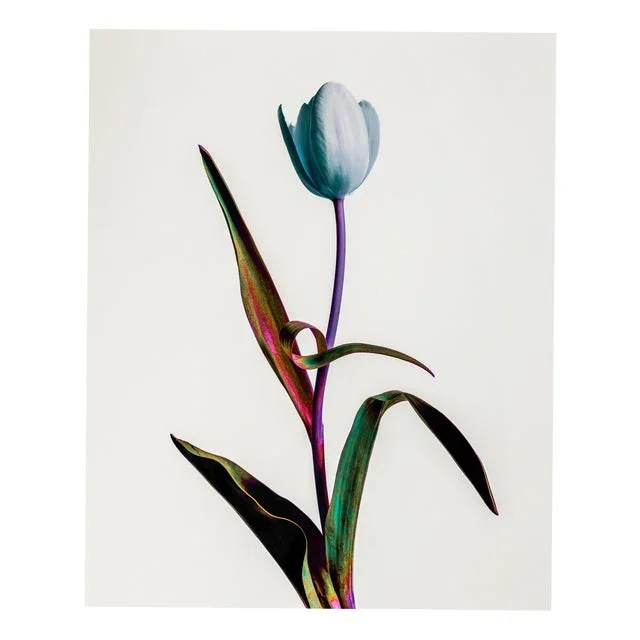 Guy Sargent, Tulip Mania, Print