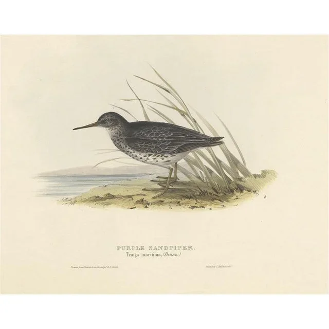 J. Gould, Purple Sandpiper, 1832, Paper