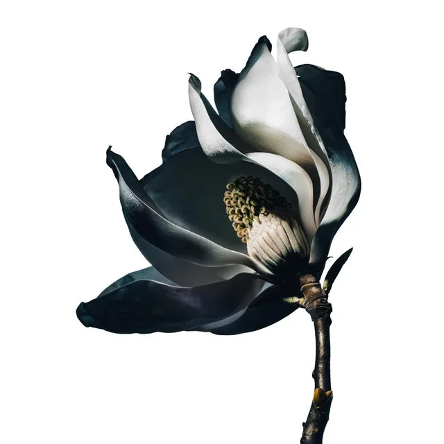 Magnolia I by Sivan Roshianu – Limited Edition Floral Photograph | Framed, Ready to Hang