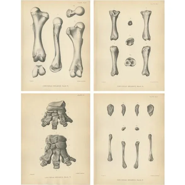 Marsh, Paleontology Illustrations of a Dinoceras Mirabile, 1886, Prints, Set of 4