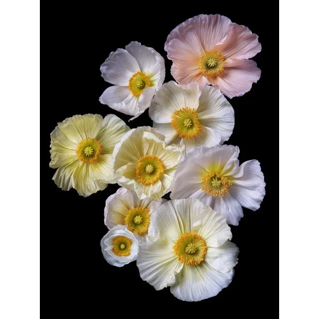 Photographic Botanical Print, “Floating Poppies” Portrait by Artist Debi Shapiro