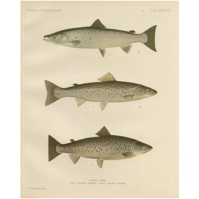 Scandinavian Atlantic Salmon Forms: Exquisite 19th Century Hand-Colored Print, 1895, Print