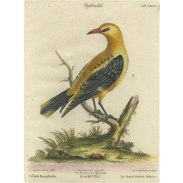 Seligmann, Regal Golden Thrush Perched, 1749, Print