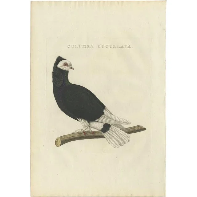 Sepp & Nozeman, Bird Illustration of the Jacobin Pigeon, 1829, Print