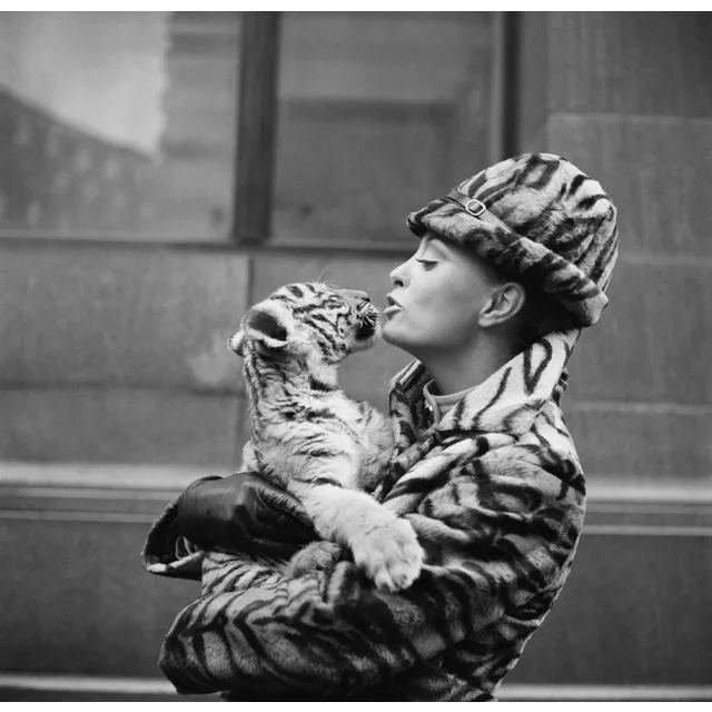 Tiger Lady’ Contemporary Archival Black and White Photograph Print From the Original Negative by Getty – 20×20