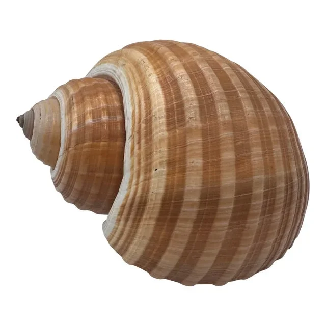 Vintage Large Tun Ocean Snail Shell Seashell